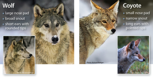 yourdogisnotawolf:  This is a really nice and simple guide to telling them apart! <3 Found here on the Western Wildlife Outreach website.