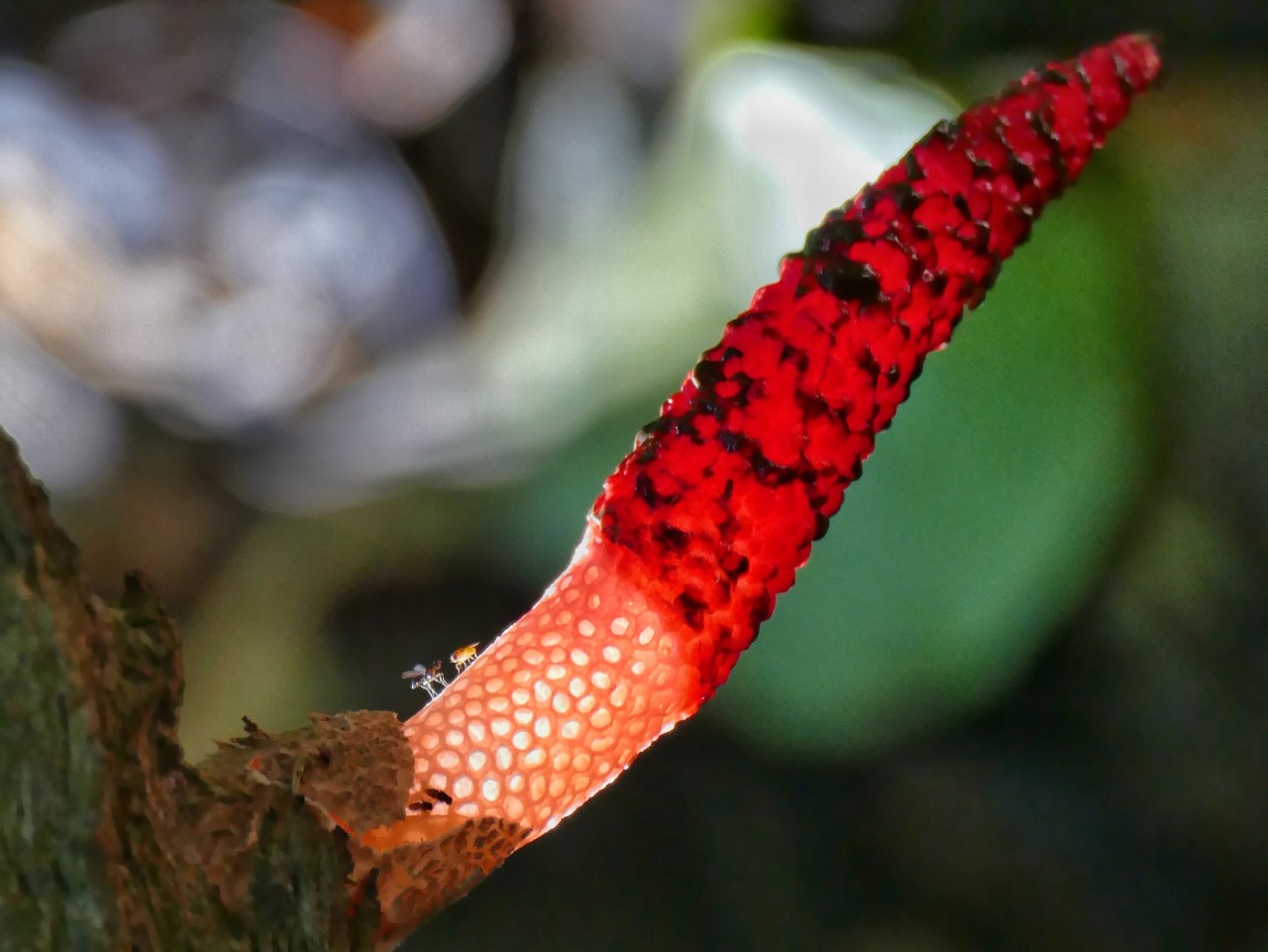 Stinkhorn fungus/Stinkmorchel