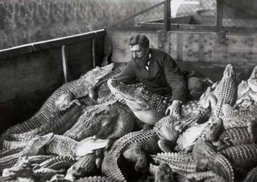 M. Pernelet, french naturalist and explorer with his alligators , late 19th century. *https://slate.