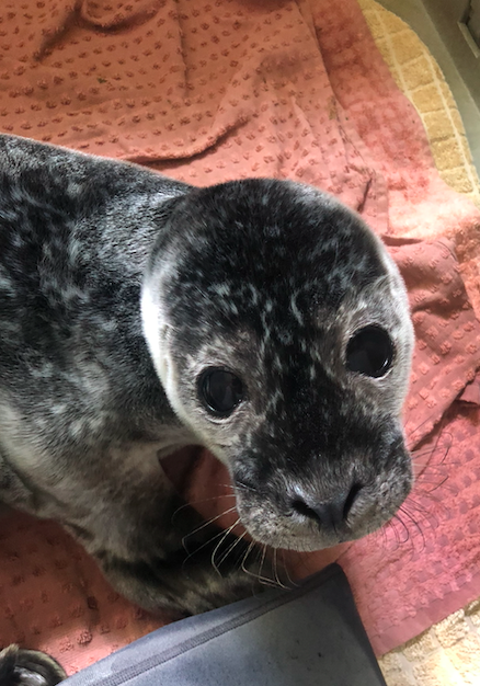 Meet Blazar! Blazar was found on the 4th of June in Culleenamore Co. Sligo. This small boy was aband