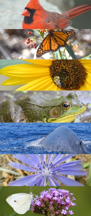 hey-there-nature:Happy Pride!!It’s Pride weekend in Toronto! Here’s a nature rainbow to celebrate! S