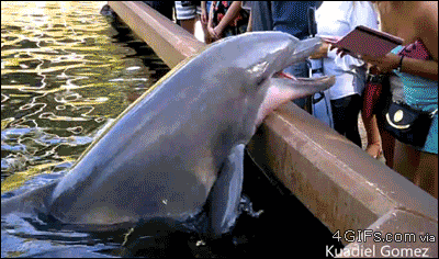 Cheeky dolphin steals Ipad