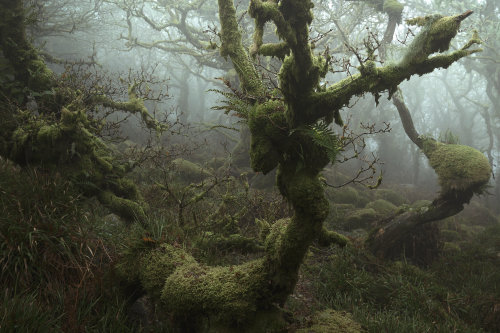 itscolossal:Tangled Roots and Mossy Branches Loom through Heavy Fog in Mystical Photographs by Neil 