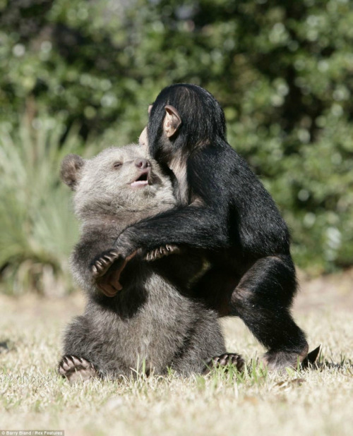 Porn photo magicalnaturetour:  “Friendship bear and