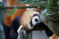 fishmech:sleepy red panda 