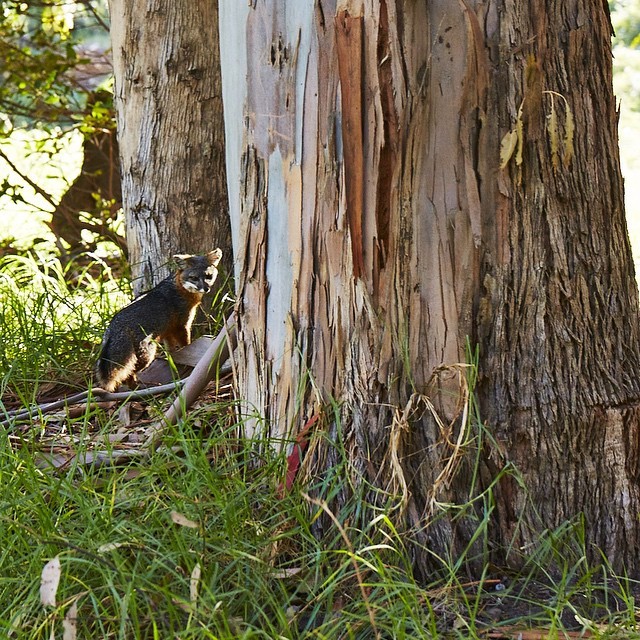 pascalshirley:Out on Santa Cruz we saw an Island Fox.  They are found nowhere else