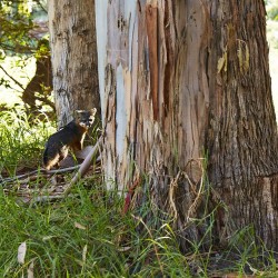 Pascalshirley:out On Santa Cruz We Saw An Island Fox.  They Are Found Nowhere Else