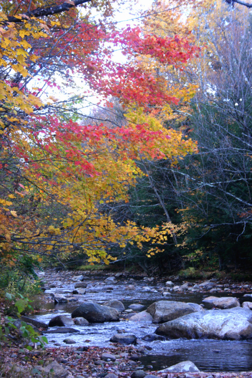 twilightsolo-photography: Red and Gold by the Rocky River Pemigewasset River, NH ©twilightsolo-