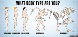 wewerebears:  Body types