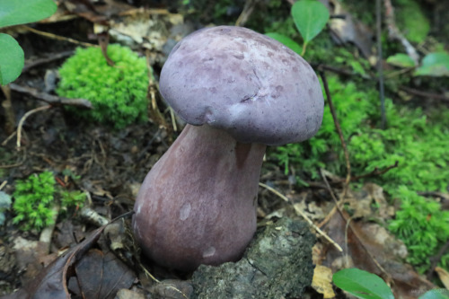 vandaliatraveler:I don’t really get excited about mushroom hunting until late in the summer, w