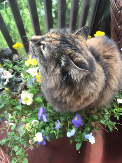 peaceloveandsandwiches:my cat is actually a majestic cat goddess