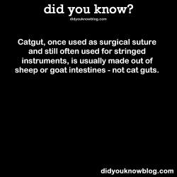 did-you-kno:  Catgut, once used as surgical suture and still often used for stringed instruments, is usually made out of sheep or goat intestines - not cat guts. Source