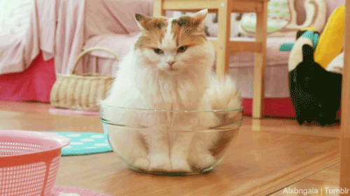 alxbngala:Cat in a Bowl [x]