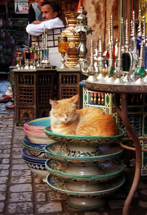 hussein-azmy:The Cats of Morroco