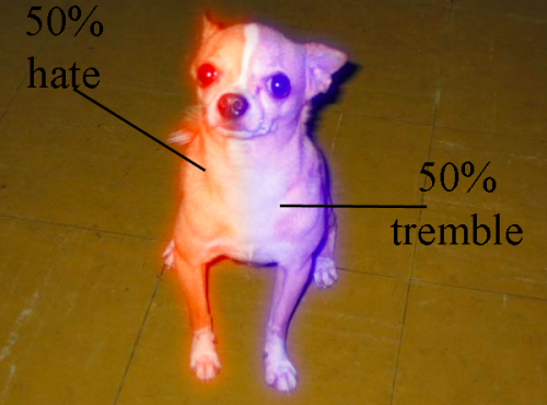 lobotomyfail:The anatomy of a Chihuahua.