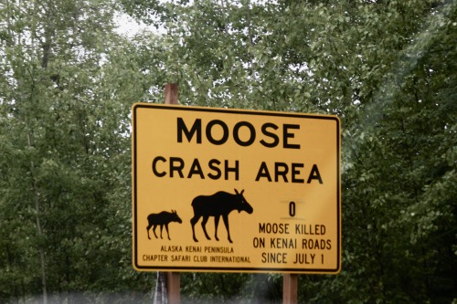highways-are-liminal-spaces: A collection of my favorite Alaska-specific signage Taken June through 