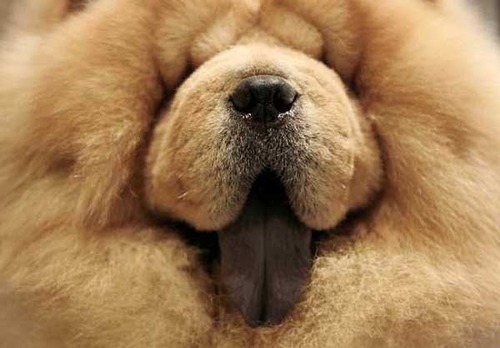 open faced chow chow