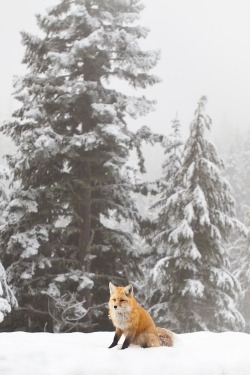 0rient-express:  Rainier Fox | by Robyn