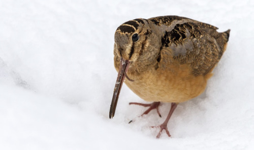 The American Woodcock Is A Member Of The Shorebird Family (scolopacidae) That Inhabits The Eastern Portion