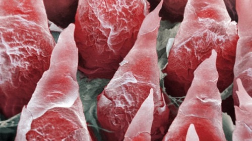 XXX Surface of the human tongue. photo