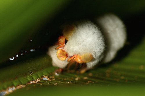 nubbsgalore:honduran white tent bats roosting under a heliconia leaf, which they sever down the leng