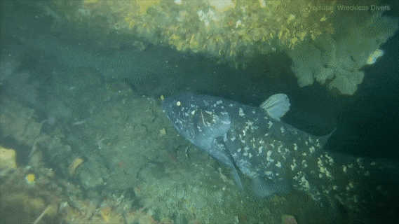 Coelacanth sp.(source)