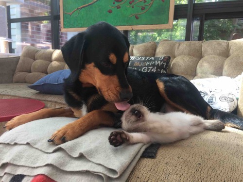 awwww-cute:  Meet our new kitten Lester. Loved by our dog in under a second (Source: http://ift.tt/1KV2vfV)  Kitty smile!