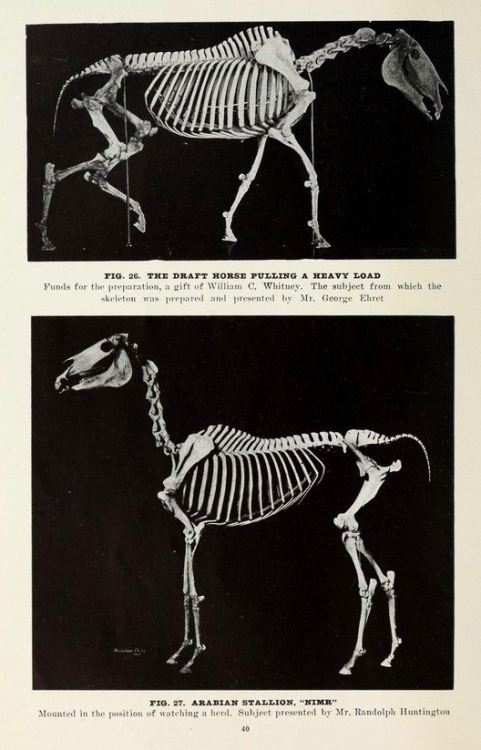 nemfrog:Fig. 26. “The draft horse pulling a heavy load.” & Fig. 27. “Arabian stallion.” Evolutio