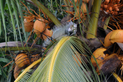 laborde:  Iguana in a palm tree.