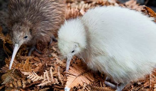 Sex ainawgsd: Kiwi Kiwi or kiwis are flightless pictures