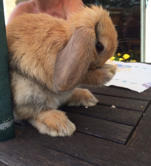 bunniesarethebest:My gorgeous baby simba, although he’s not quite as scary as a lion he’s certainly 