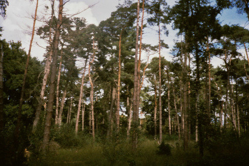 A walk in the woods, 5 sept. 2020 ~ Fujica AUTO-5, Lomography Color Negative 400 ASA 35mm