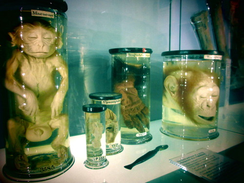 sixpenceee:  The Hunterian Museum in London houses a fascinating collection of human and animal anatomical specimens, models, paintings and sculptures.