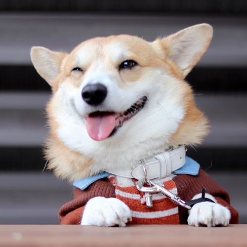 cuteanimals-only:Gen the disney corgi 