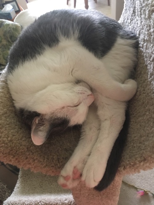 quinncats:butternut grabs him leggies. @mostlycatsmostly
