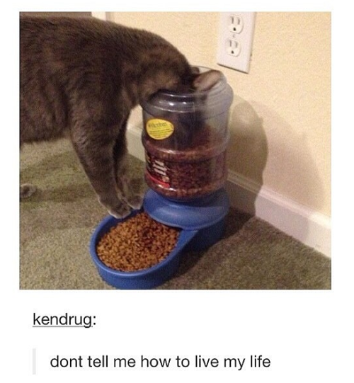 democratickitties: sykarisdawnshadow: abyssaldrake88: itsstuckyinmyhead: Cats and Tumblr I am compel