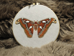 bitinglouse:  Atlas moth 