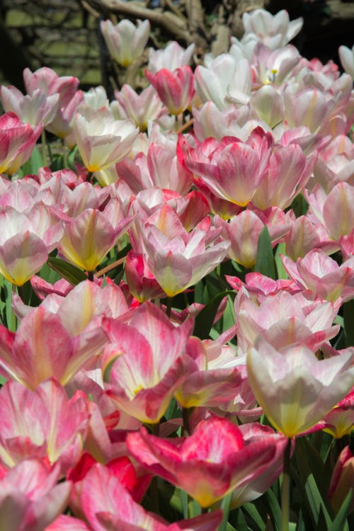 morningsandevenings:Tulips #2