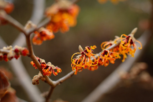 Jelena is in bloom !!!   Finally some color in the muted winter landscape!!!