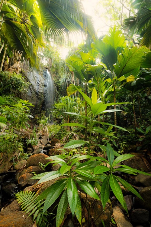 sublim-ature:  Vallée de Mai, SeychellesStefan Hefele