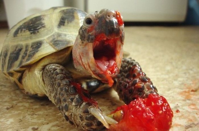 bvddhist:  thesixthnovember:  awwww-cute:  Turtle eating a strawberry (Source: http://ift.tt/1Ji4xF6)