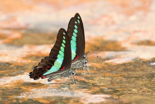 Common Bluebottle (Graphium sarpedon) #butterfly #butterflywatching #insect #instabutterfly #butterf