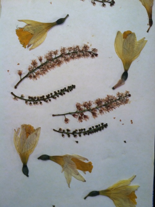 royallyoily:  I love pressing flowers and leaves. Forgetting about them for a few weeks, sometimes months, and then finding pages full of perfect little memories.
