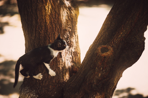 Kitten from Crimea.(submitted by Alexander Lukinsky)