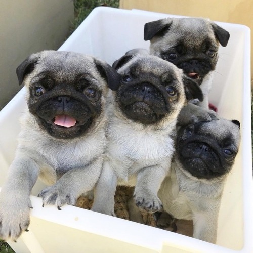 pugs:Please put them under my Christmas tree ✨