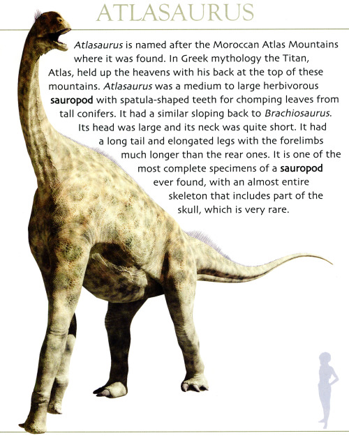 Some more nice CGI sauropod models by David West, from David and Oliver West’s Dinosaurs of… 