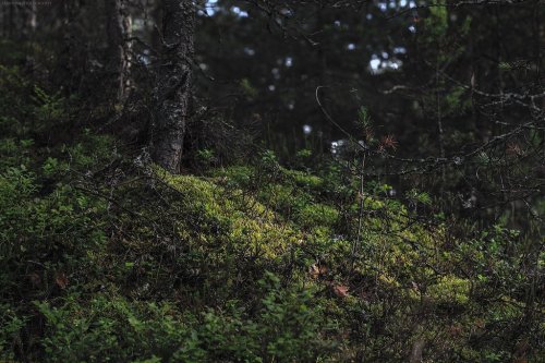 shadecraft-blog: Karelian forest_06 by Aderhine Woods in Karelia, Russia August 2015 © Aderhine