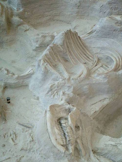 An amazing time capsuleAshfall fossil beds in Nebraska record a traumatic moment for Miocene mammals