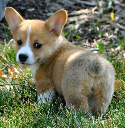 baby welsh corgi