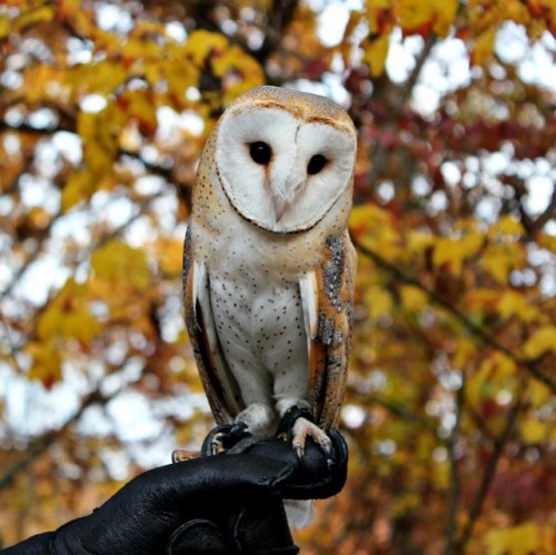 cjwhiteshizzle:Little Whisper is the most perfect British barn owl in the world. (Photo by @molli.jp